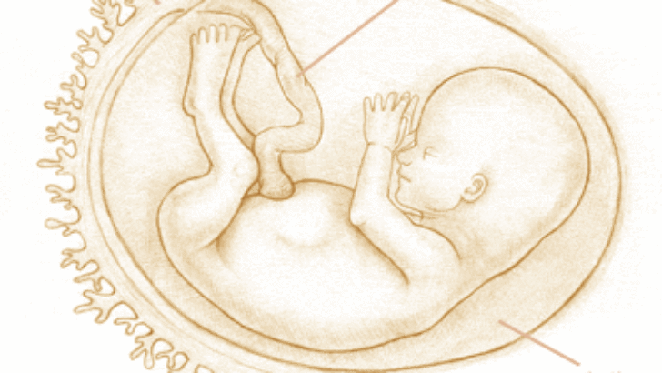 14.HAFTA ANNE KARNINDA BEBEK GELİŞİMİ