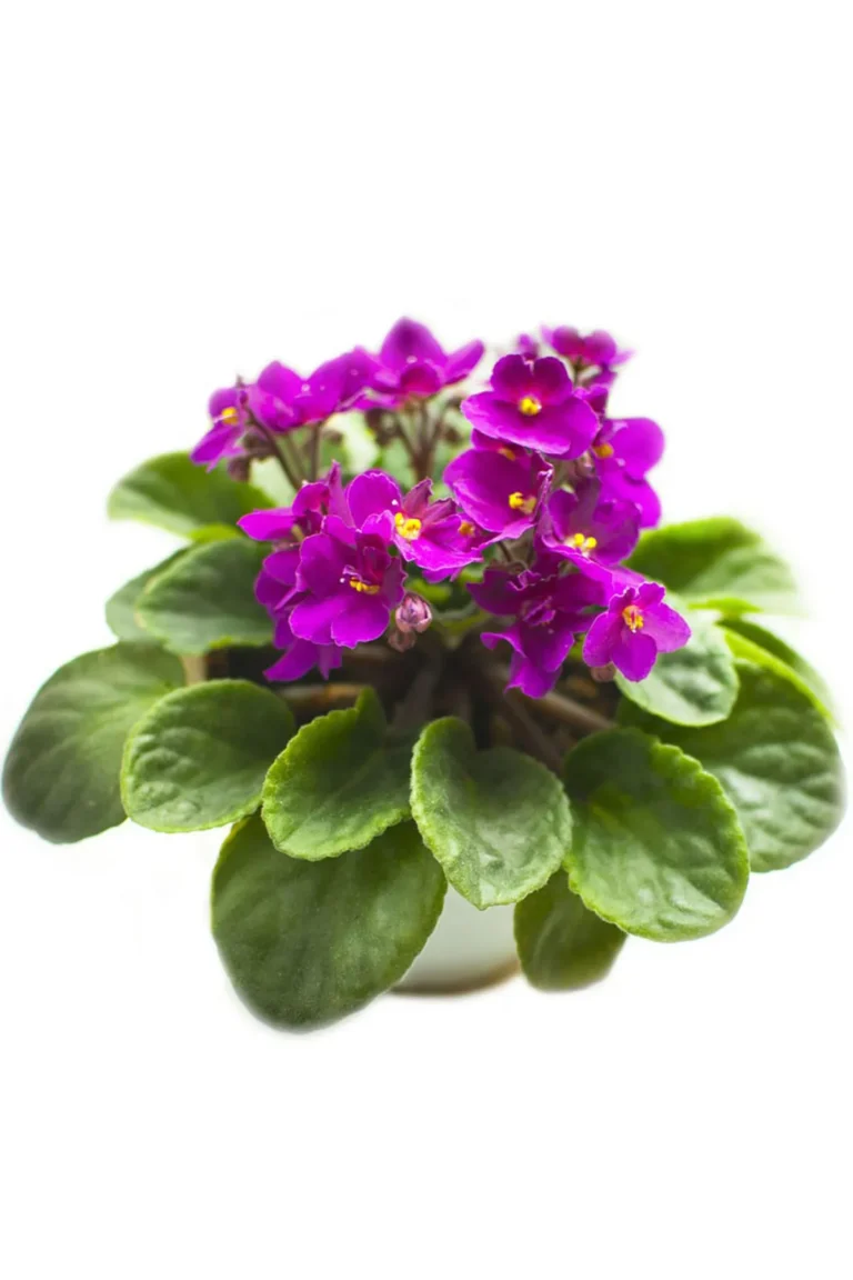 Afrika Menekşesi Bakımı