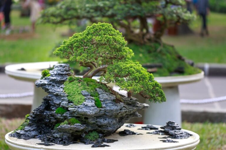 Bonsai Çiçek Bakımı