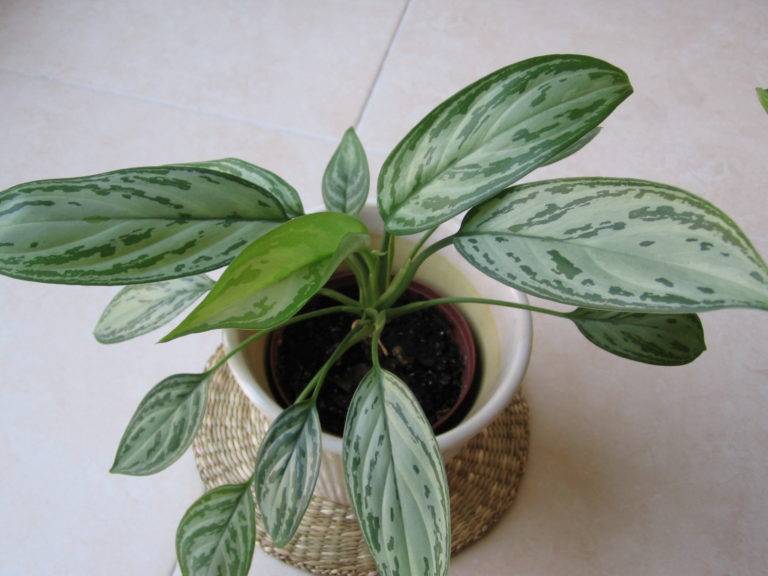 Aglaonema Çiçeği Bakımı