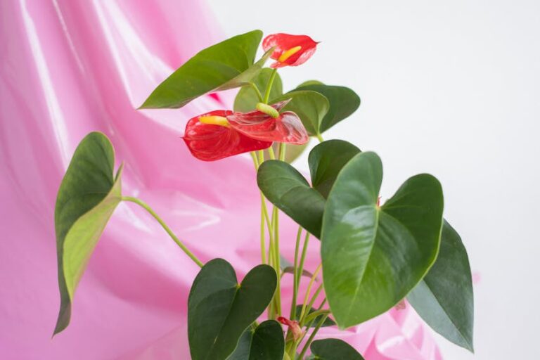 Antoryum Çiçeği Bakımı