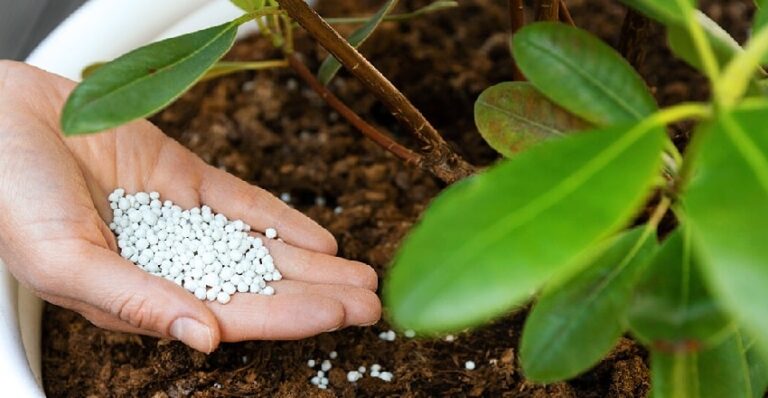 Çiçek nasıl gübrelenir?