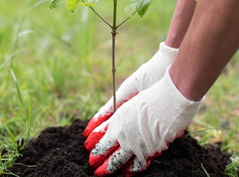 Fidan Nasıl Dikilir ?