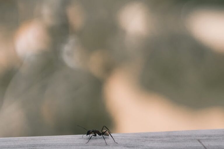 Evdeki Karıncalardan Nasıl Kurtulunur