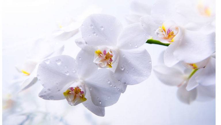 Evde Orkide Bakımı Nasıl Yapılır ?