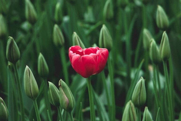 Soğanlı Bitkiler ve Ekim Zamanları