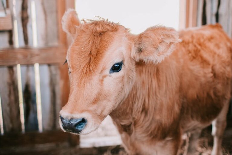 Deli Dana Hastalığı