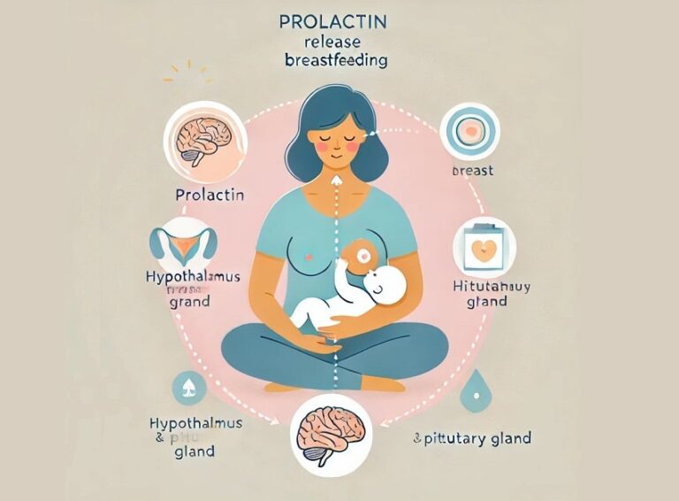 Prolaktin Nedir?