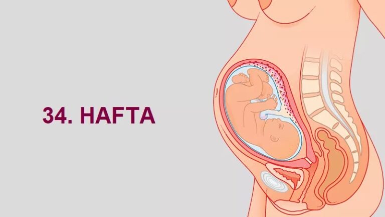 34. Hafta Anne Karnında Bebek Gelişimi