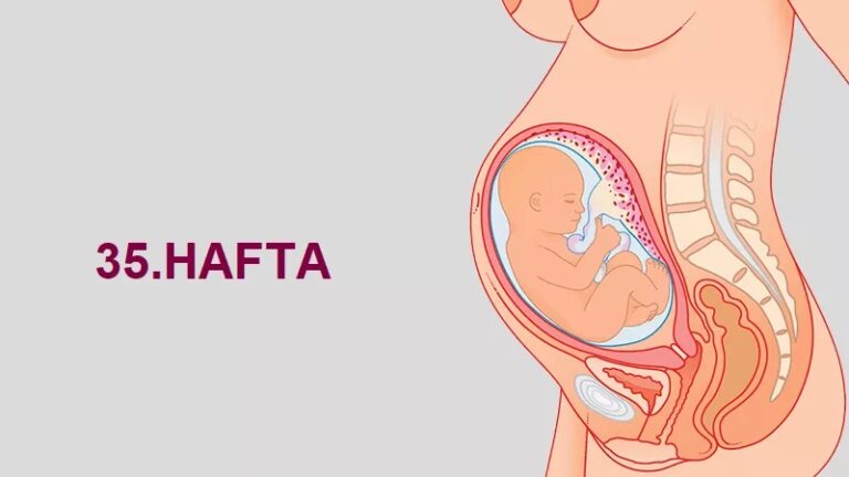 35. Hafta Anne Karnında Bebek Gelişimi