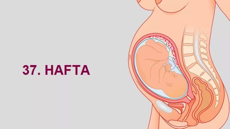 37. Hafta Anne Karnında Bebek Gelişimi