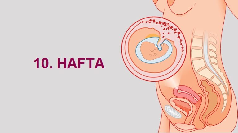 10. Hafta Anne Karnında Bebek Gelişimi