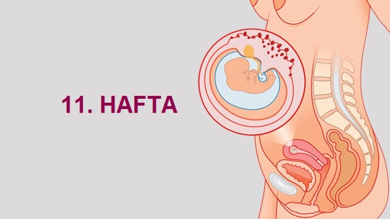 11. Hafta Anne Karnında Bebek Gelişimi