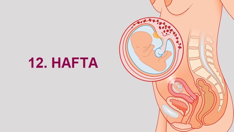 12. Hafta Anne Karnında Bebek Gelişimi