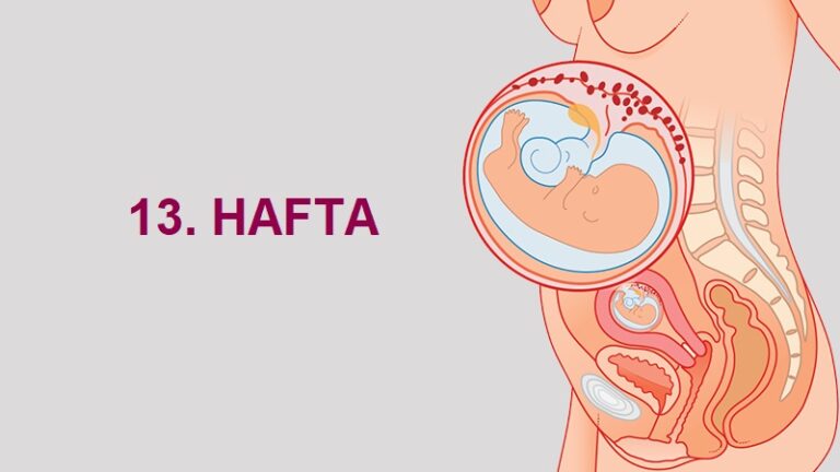 13. Hafta Anne Karnında Bebek Gelişimi