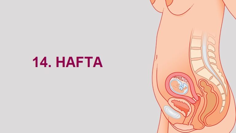 14. Hafta Anne Karnında Bebek Gelişimi