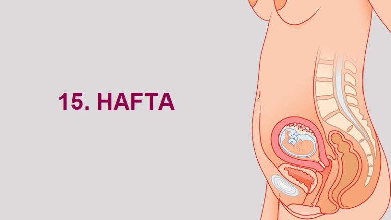 15. Hafta Anne Karnında Bebek Gelişimi