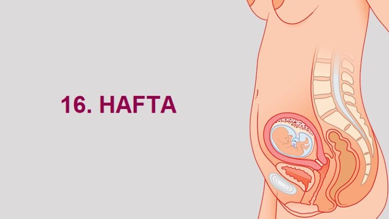16. Hafta Anne Karnında Bebek Gelişimi