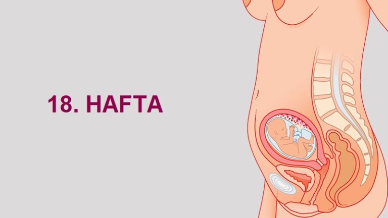 18. Hafta Anne Karnında Bebek Gelişimi