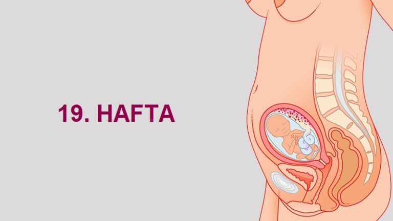 19. Hafta Anne Karnında Bebek Gelişimi