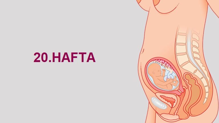 20. Hafta Anne Karnında Bebek Gelişimi