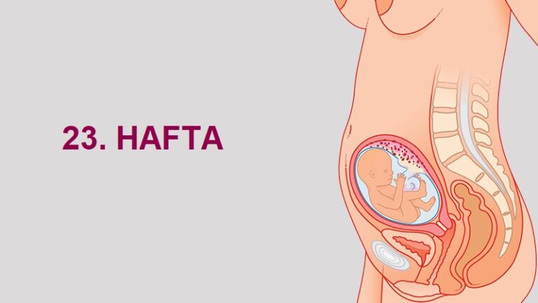 23. Hafta Anne Karnında Bebek Gelişimi