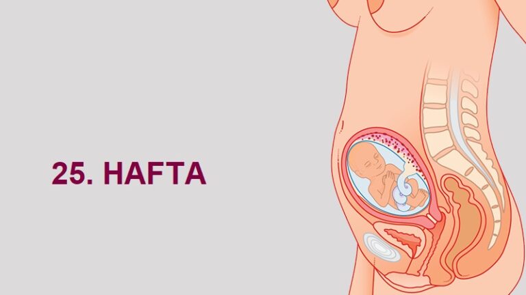 25. Hafta Anne Karnında Bebek Gelişimi