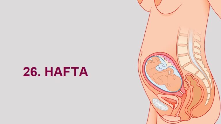 26. Hafta Anne Karnında Bebek Gelişimi