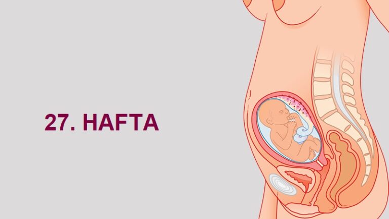27. Hafta Anne Karnında Bebek Gelişimi