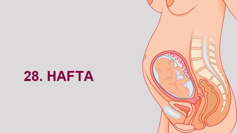 28. Hafta Anne Karnında Bebek Gelişimi