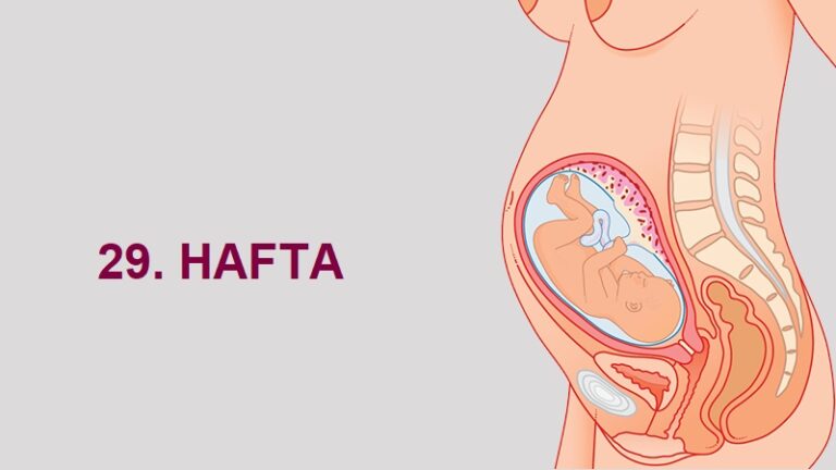 29. Hafta Anne Karnında Bebek Gelişimi