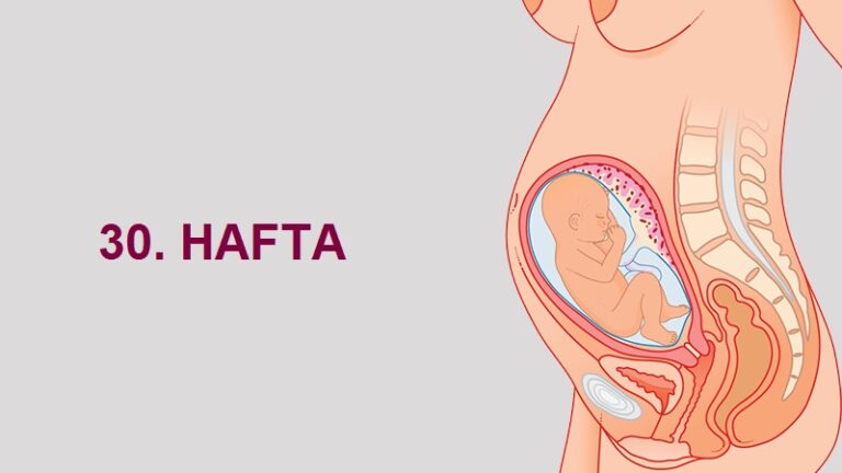 30. Hafta Anne Karnında Bebek Gelişimi