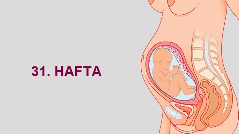 31. Hafta Anne Karnında Bebek Gelişimi