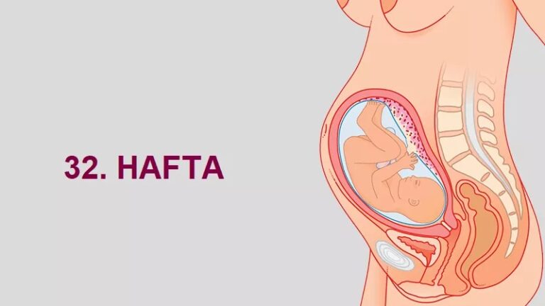 32. Hafta Anne Karnında Bebek Gelişimi