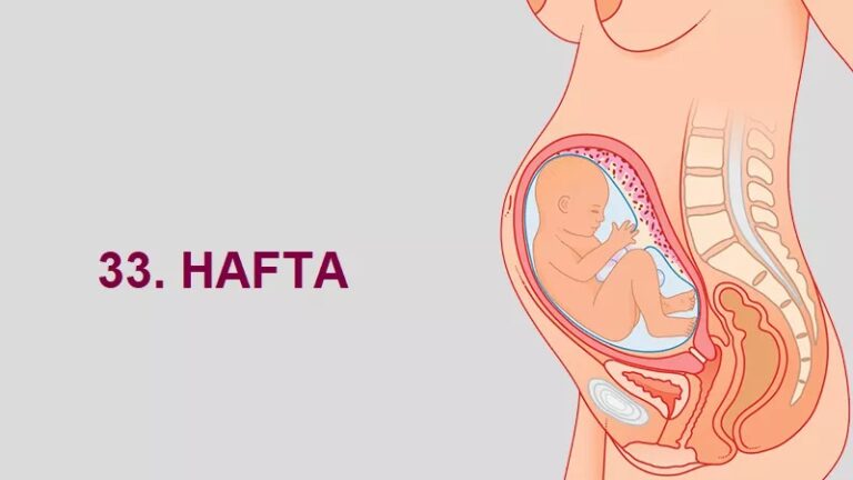 33. Hafta Anne Karnında Bebek Gelişimi