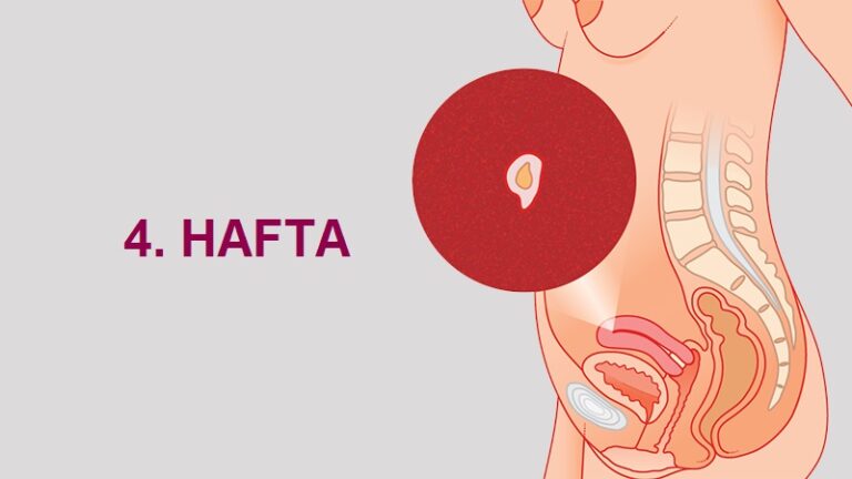 4. Hafta Anne Karnında Bebek Gelişimi