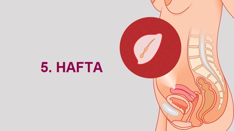 5. Hafta Anne Karnında Bebek Gelişimi