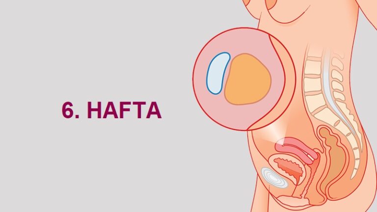 6. Hafta Anne Karnında Bebek Gelişimi