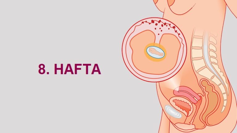 8. Hafta Anne Karnında Bebek Gelişimi