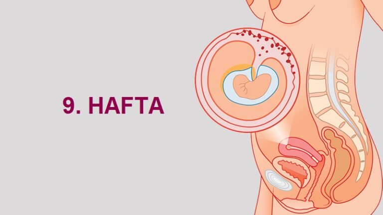 9. Hafta Anne Karnında Bebek Gelişimi