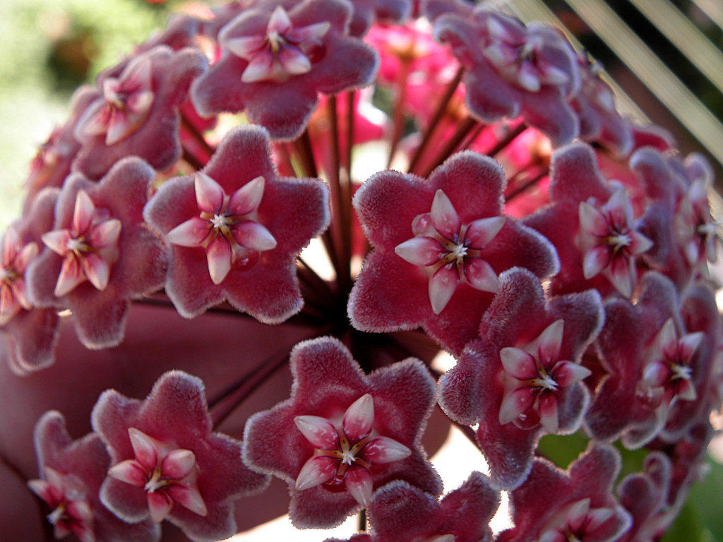 pembe mum cicegi