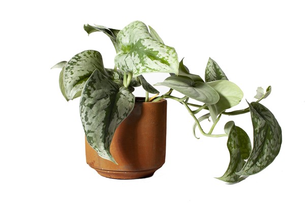 satin pothos