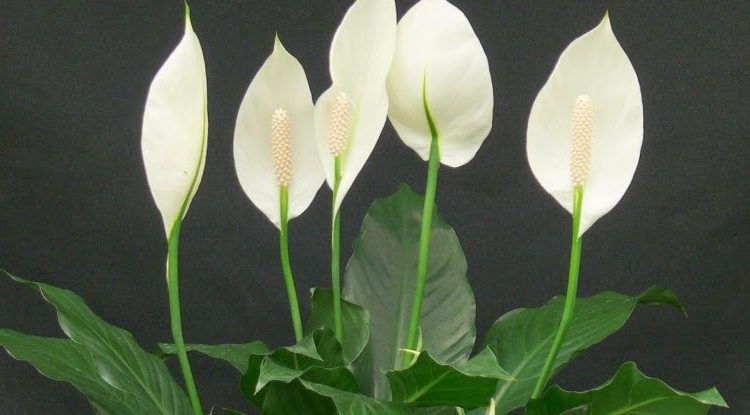 Hava Temizleyen İç Mekan Bitkileri 1 Baris cicegi1