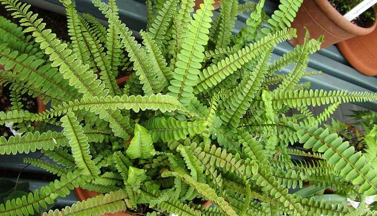 Hava Temizleyen İç Mekan Bitkileri 2 ask merdiveni