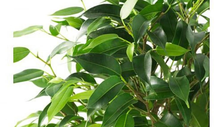 Hava Temizleyen İç Mekan Bitkileri 3 benjamin1