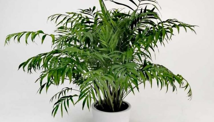 Hava Temizleyen İç Mekan Bitkileri 4 dag palmiyesi 1