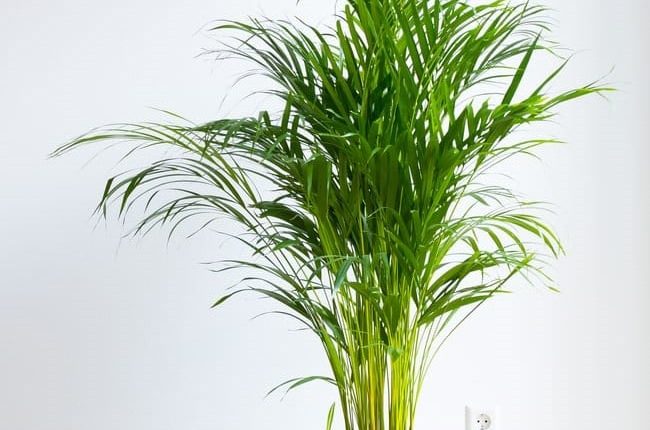 Hava Temizleyen İç Mekan Bitkileri 6 salon palmiyesi1