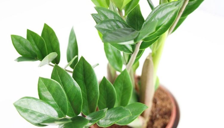 Hava Temizleyen İç Mekan Bitkileri 7 zamiifolia1