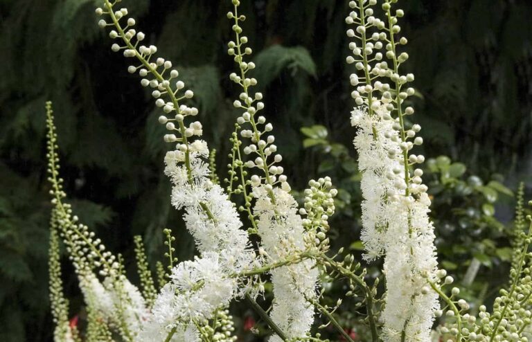 Karayılan Otu Menopoz İçin ve Diğer Faydaları