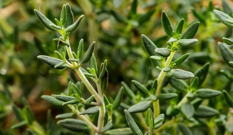 Kekiğin faydaları nelerdir?